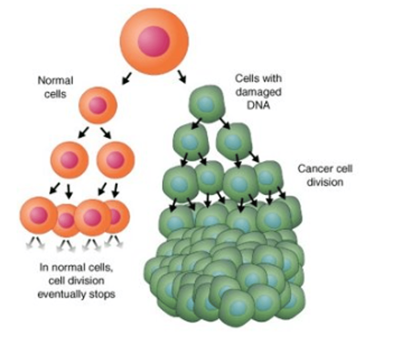 <p>it results from mitosis occuring when it shouldnt</p>