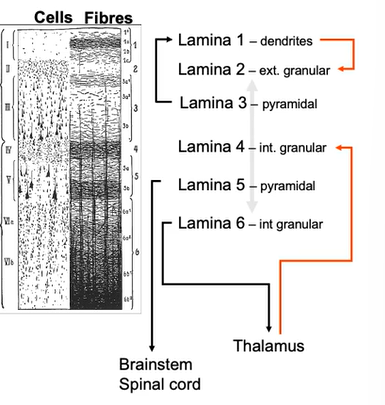 <ul><li><p>inputs and outputs are layer specific</p></li><li><p>layer 4 = key input layer</p></li><li><p>5 + 6 = key output layers</p></li><li><p>3 + 5 = have really large Betz cells = defining feature of primary motor cortex = critical for execution of voluntary movement</p></li></ul><p></p>