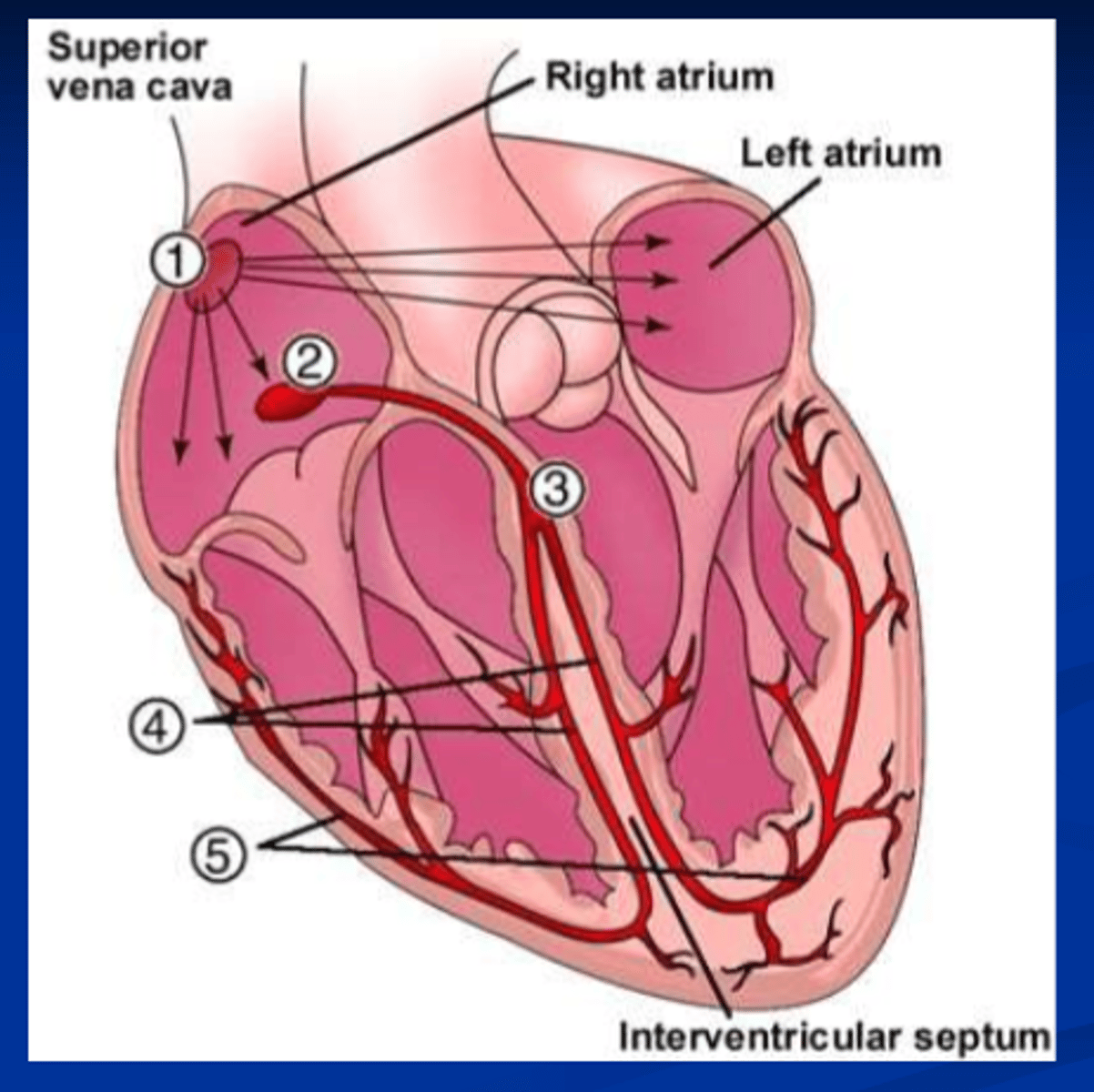 <p>SA node.</p><p>rapidly through atria (1 m/sec).</p><p>AV node (0.05 m/sec)</p><p>rapidly through bundle of HIs and down purkinjie fibres (1-4m/sec)</p><p>through ventricular muscle cells.</p>