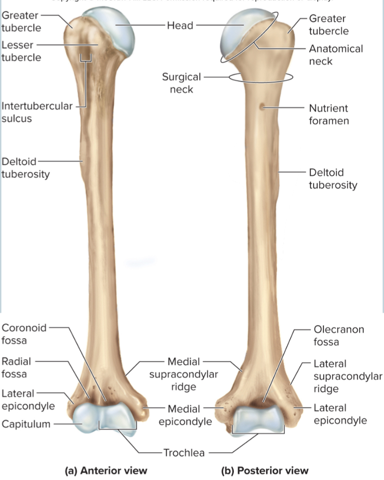<p>The capitulum of the humerus:&nbsp;</p>