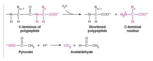 <p>what class of enzyme is catalyzing each reaction shown?</p>