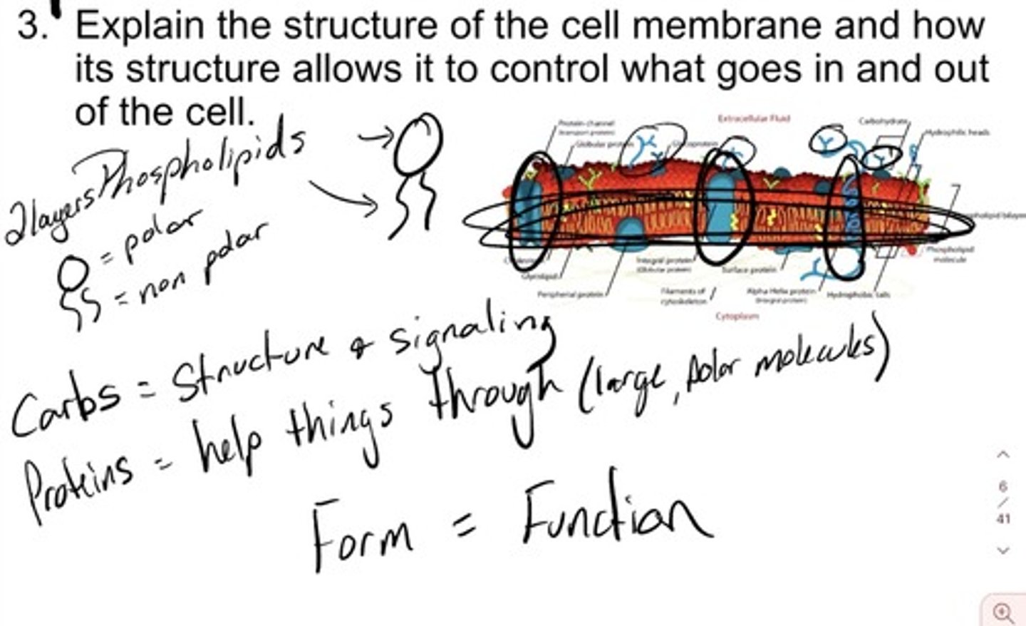 <p>Selectively permeable membrane</p><p>The arrangement of the phospholipids allows some molecules to easily pass through and others to require more effort.</p><p>Pass easily: Small, non-polar, hydrophobic, neutral molecules and water (even though H2O is polar it is reallyyyy tiny!)</p><p>Cannot pass easily: Polar molecules (must go through protein channels) and large molecules (must use vesicles)</p>