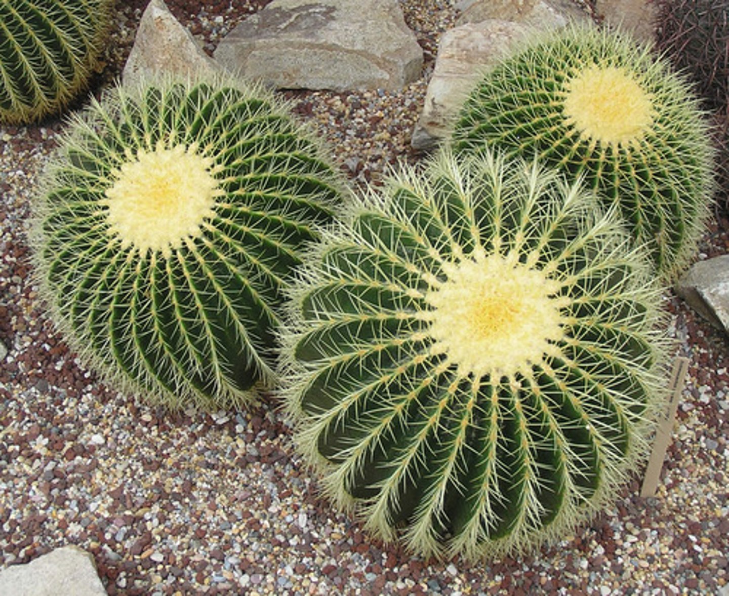 <p>A cactus that can grow up to 2' tall.</p><p>Almost perfectly round when young, but will sometimes stretch into an oval as it grows.</p><p>Has evenly spaced spines and deeply ribbed lobes.</p>