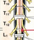 <p>What part of the spinal cord is:</p><ul><li><p>Thin and conical below the lumbar enlargement</p></li></ul><p></p>