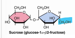 <p>sucrose</p><ul><li><p>does not have a free anomeric carbon</p></li></ul><p></p>