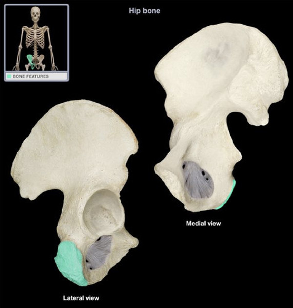 <p>- rough projection that receives the weight of our body when we are sitting</p><p>- insertion for sacrotuberous ligament, hamstring, adductor magnus, and quadratus femoris muscles</p>