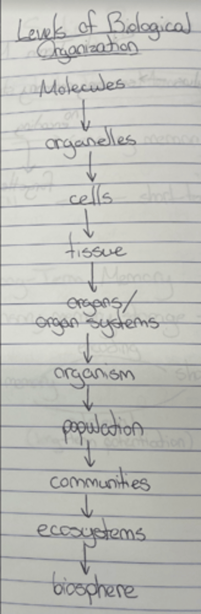 <p>Molecules → organelles → cells → tissues → organs/organ systems → organisms → populations → communities → ecosystems → biosphere</p>