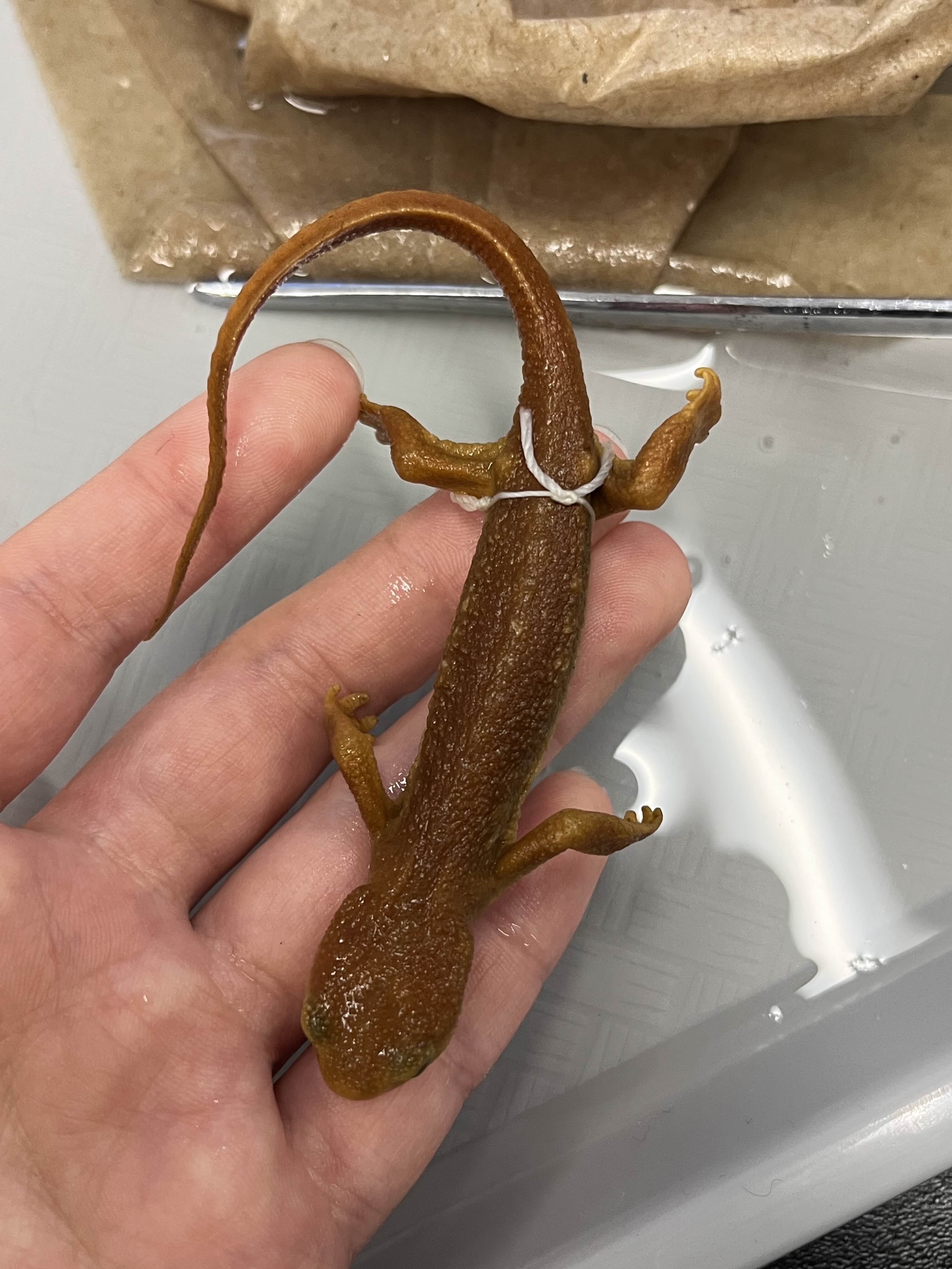 <p>Family and Genus + Species?</p><ul><li><p>Bulgey eyes</p></li><li><p>Dorsal coloration doesn’t pass eyelid</p></li><li><p>Green eyes</p></li><li><p><strong>Sierra mountain</strong></p></li></ul><p></p>