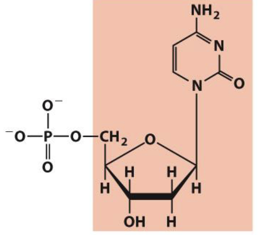 <p>Deoxycytidylate&nbsp;</p>