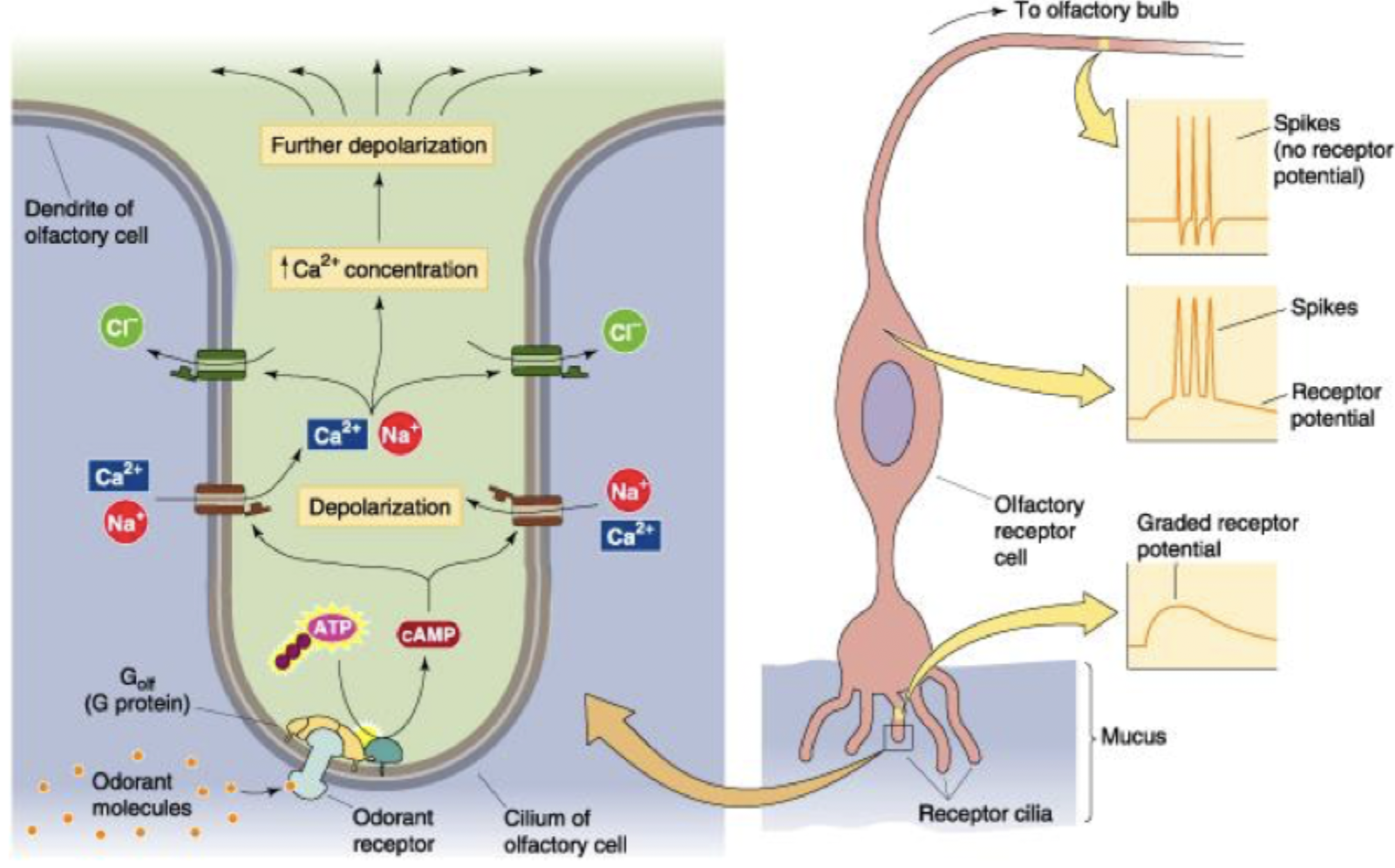 <ul><li><p>Odourant molecule binds to receptor and activates G-protein</p></li><li><p>Gs G-protein activates AC converts ATP to cAMP </p></li><li><p>cAMP activates non-specific cation channels which allow Na+ and Ca2+ to enter = <strong>depolarisation</strong></p></li><li><p>Cl- leaves through Ca2+ activated Cl channels </p></li><li><p><strong>further depolarisation</strong>, signal to axon hillock, <strong>reaches receptor potential</strong></p></li><li><p><strong>AP travels to olfactory bulb </strong></p></li></ul><p></p>