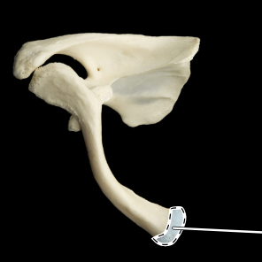<p>clavicle </p>
