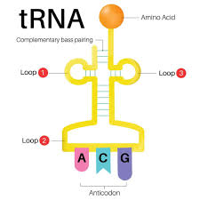 <ul><li><p>Transfer RNA - Brings amino acids to the ribosome</p></li></ul><ul><li><p>Decodes the mRNA strand into a sequence of amino acids to make a functional protein. </p></li></ul><p></p><p></p>