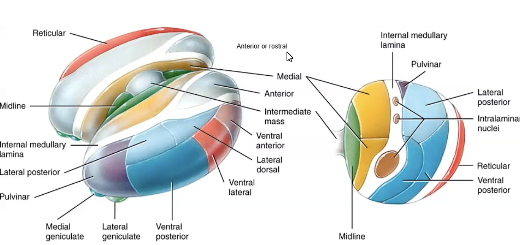 <ul><li><p>Lateral dorsal: Expression</p></li><li><p>Lateral posterior: Sensory</p></li><li><p>Pulvinar: Sensory.</p></li><li><p>Lateral ventral anterior: Basal ganglia cerebellum </p></li><li><p>Lateral Ventral lateral: Basal ganglia, cerebellum </p></li><li><p>Ventral posterolateral (body) + posteromedial (head)</p></li><li><p>Internal medullary lamina of fibres divides </p><ul><li><p>Medial geniculate (auditory)</p></li><li><p>Lateral geniculate (visual) </p></li><li><p>Midline = olfaction and memory</p></li><li><p>Encloses splits and closes anterior division</p></li></ul></li></ul><p></p>