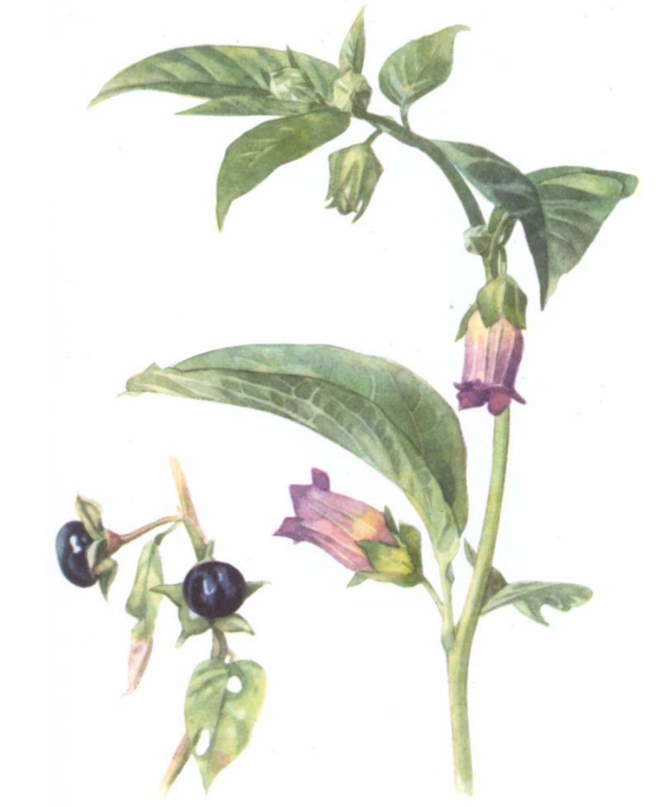 term image
