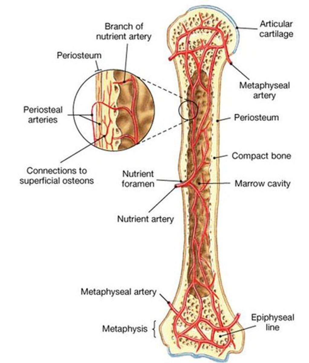 <p>blood to superficial osteons</p><p>secondary ossification centers</p>