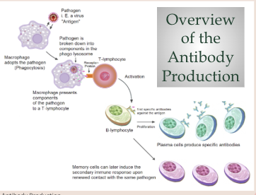 <p>Explain how B-lymphocytes are activated by a pathogen entering the body</p>