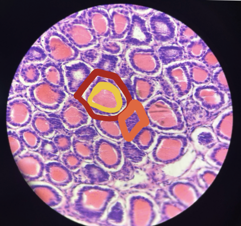 <p>How is thyroid hormone stored in the follicle?</p>