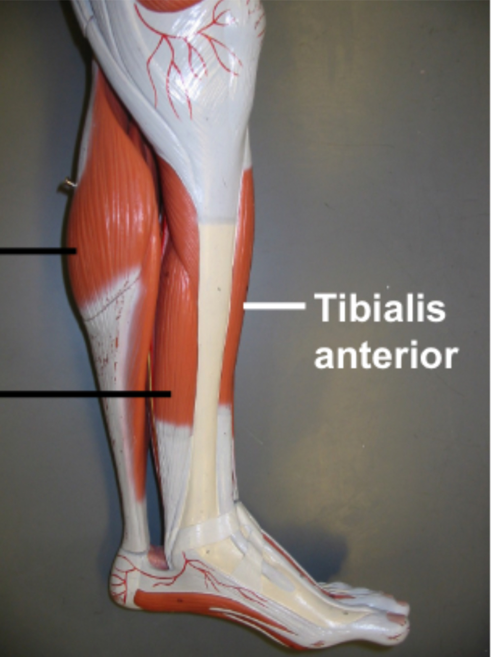 <p>Calf muscle name, origin, insertion, and action</p>
