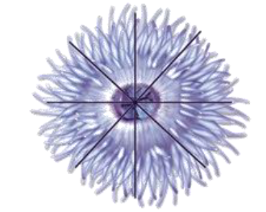 <p>any cut through the central axis produces two equal halves</p>
