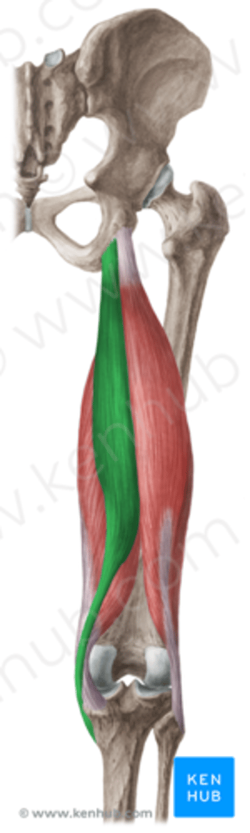 <p>O: tuber ischiadicum</p><p>V: vormt mediale grens van fossa poplitea ( = knieholte)</p><p>I: pes anserinus (+ bursa eronder)</p><p>W:</p><p>heup: retroflexie, endorotatie en stabilisatie van het bekken (anteversie stabiliseren)</p><p>knie: flexie en endorotatie (bij gebogen knie) --> sterkere werking als de heup in anteflexie is = volledige ROM</p><p>Inn: N. tibialis, tak van N. ischiadicus (L5,S1,S2)</p>