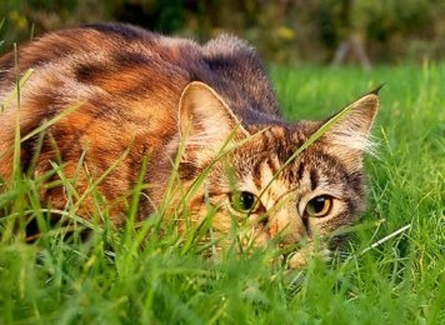 <p>Heart, intestines, alertness=Increased arousal, suppressed appetite</p>