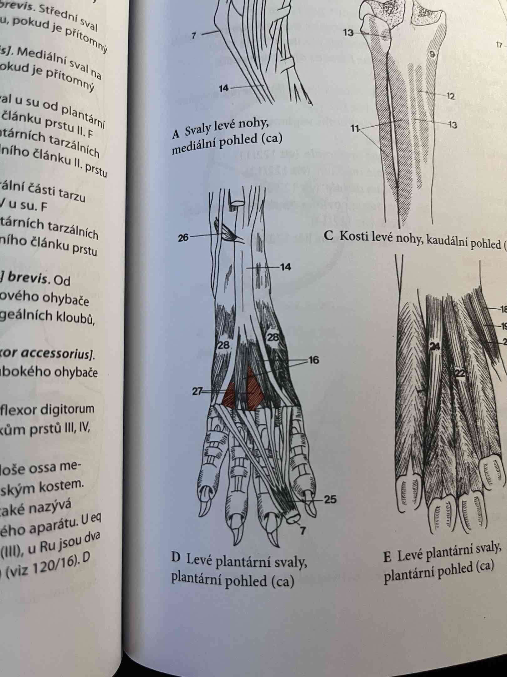 <p>vyvinuty jen u Ca a Eq</p><p>obdobně jako u hrudní končetiny</p><p>od šlachbm. flexor digitorum profundus k proximálním článkům prstu III,IV a V.</p><p>č.27</p>