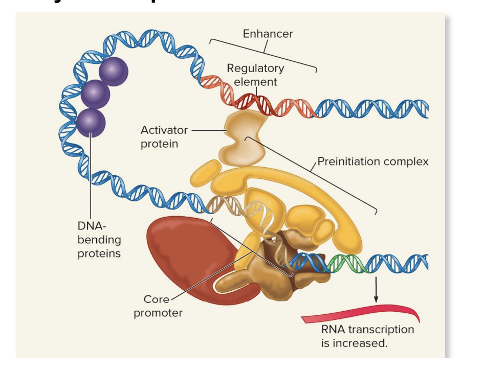 <ul><li><p class="">proteins (regulatory transcription factor) bind to regulatory elements (enhancers) far from the gene's core promoter.</p></li><li><p class="">DNA loops bring the activator close to the <strong>core promoter</strong> and <strong>preinitiation complex</strong>.</p></li><li><p class="">This interaction increases <strong>RNA transcription</strong> by helping the transcription machinery start.</p></li></ul><p></p>