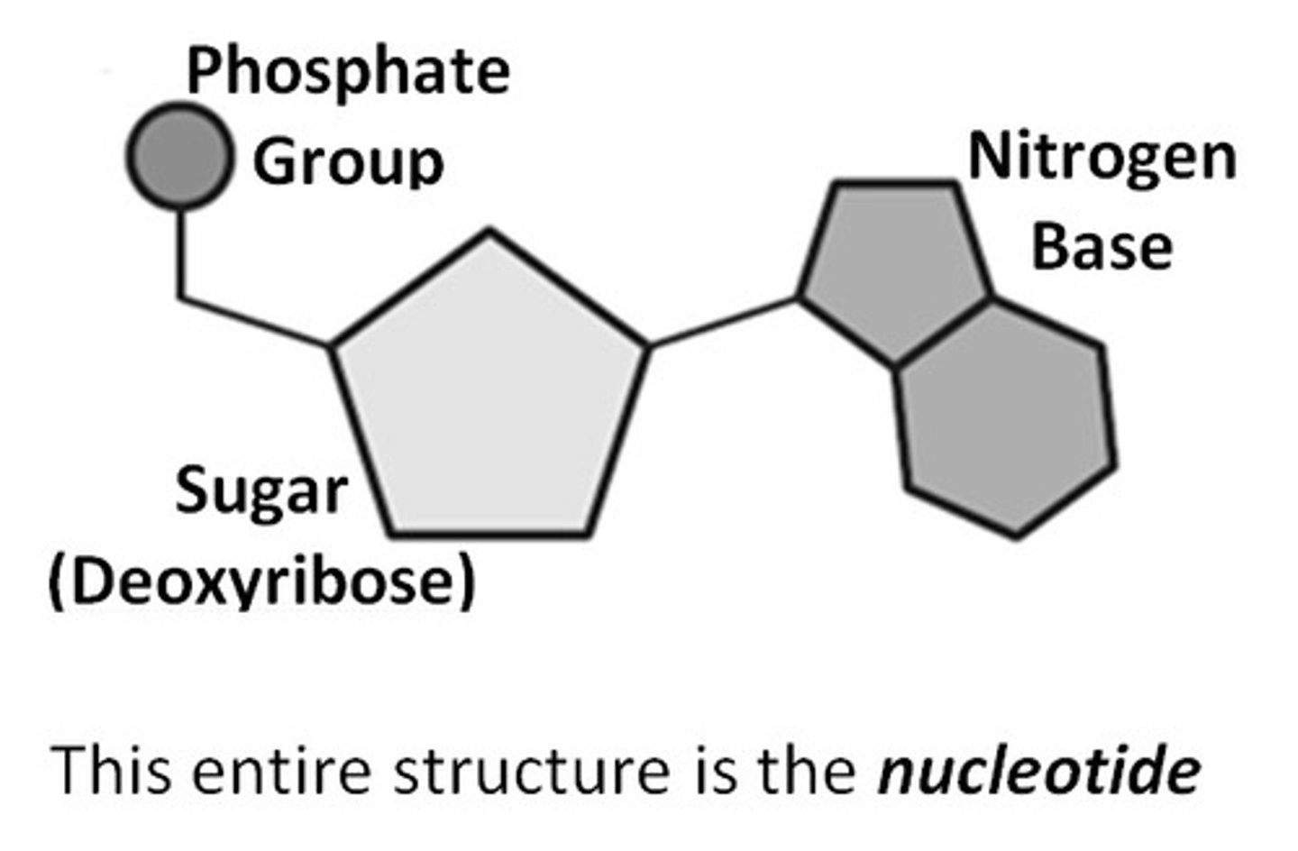 <p>sugar, phosphate, nitrogen base</p>