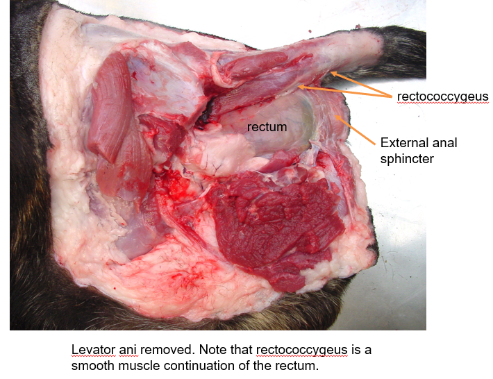 <p><strong>Rectum </strong></p>