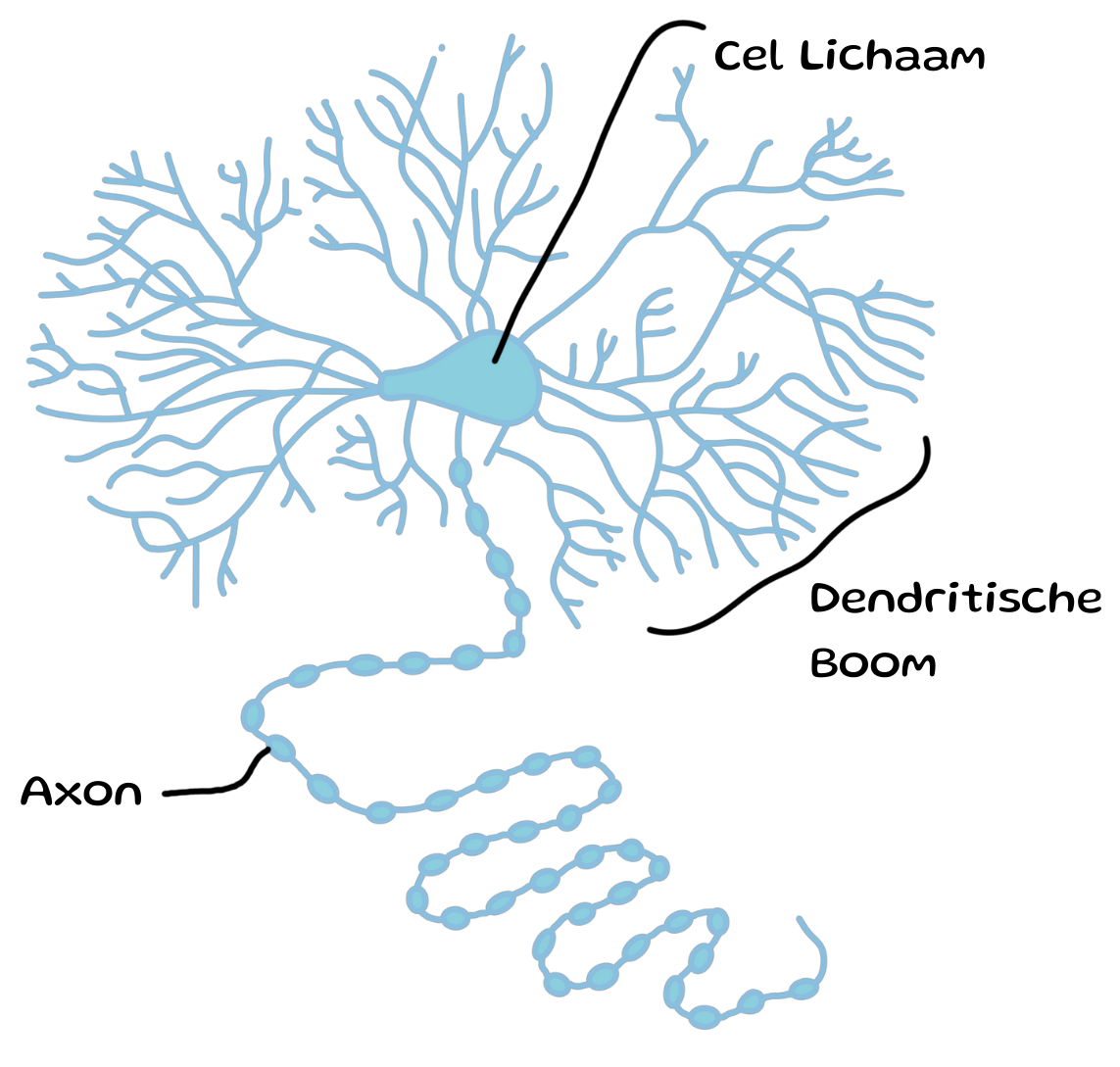 <p>Neuronen die veel info samenbrengen in één precieze handeling</p>
