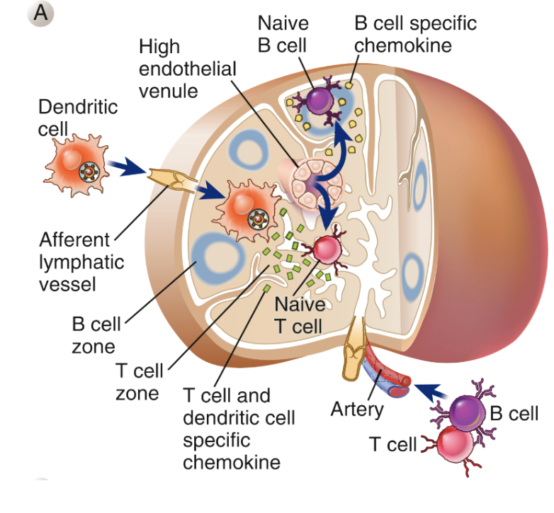 <p>Migreringen av olika lymfocyter styrs av kemokiner:</p><p><u>T-cellzon</u>: Här finns<strong> fibroblastiska retikulärceller (FRC)</strong> som producerar CCL19 och CCL21. </p><p><u>B-cellszon</u>: Här finns <strong>follikulära dendritceller (FDC) </strong>med fibroblast-ursprung. De producerar CXCL13. </p><p><span><img src="https://lh7-us.googleusercontent.com/e8rH7hgWNlQ4VFINppAcHA2WK2DC3_uRJszhAC05xoojtjn46yMLI-b0Mgq5wzXhusDxf9icg8vbWnt_wRp_qNgL23C_lOl8E3eJa-Q6tpFUA2EklARcDT_QUU1E6c7bxWE82Cx7v7M0xk1e5leRT7c" width="358" height="280"></span></p>