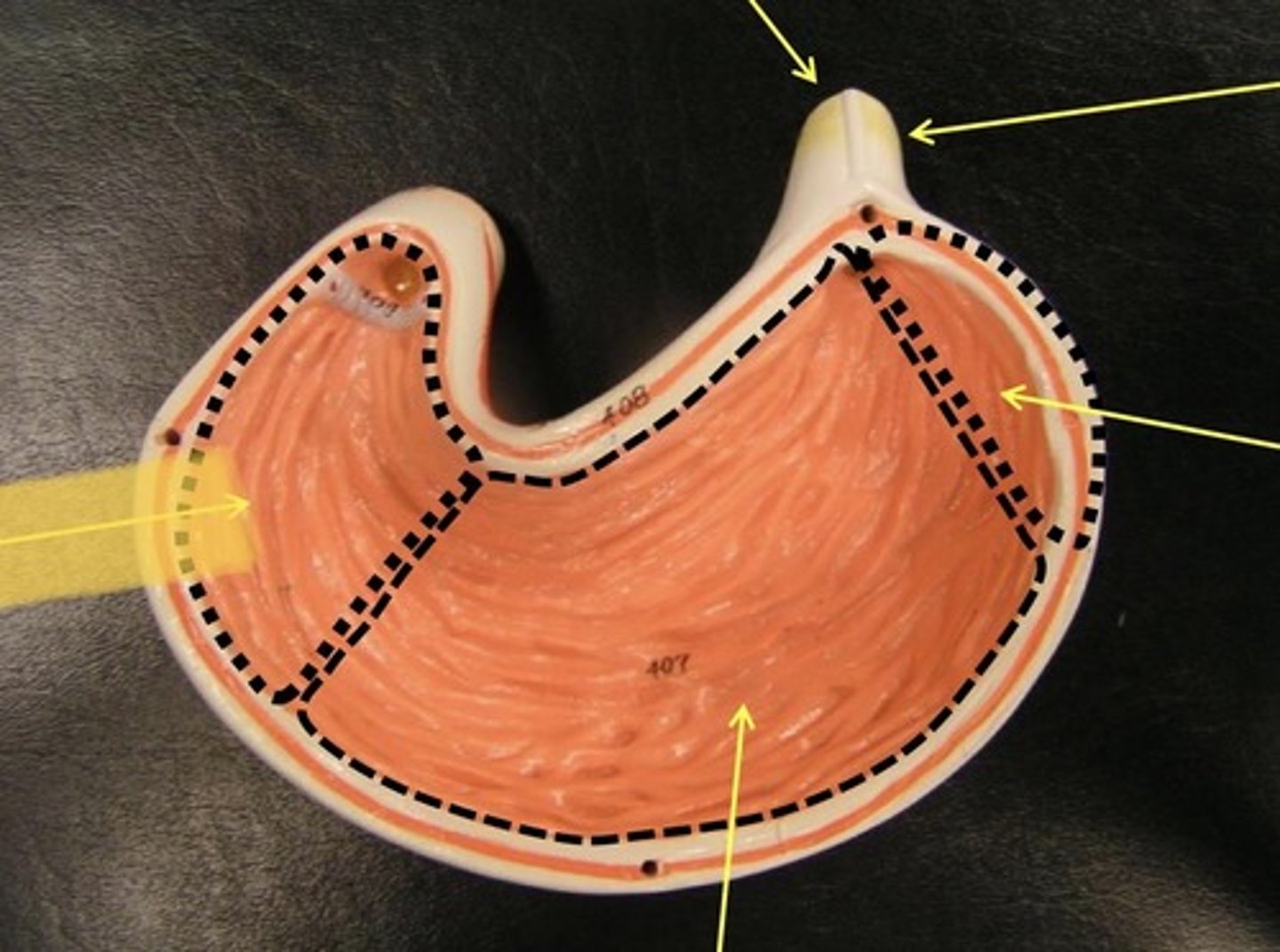 knowt flashcard image