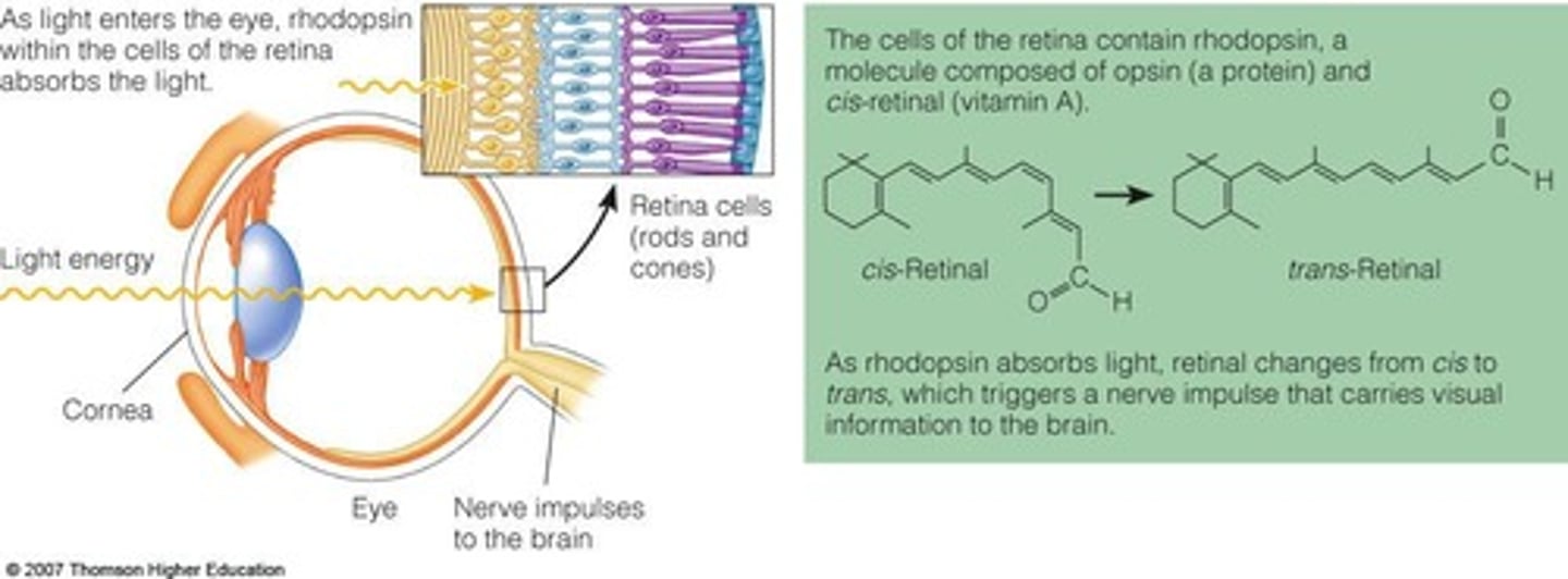 <p>Active form of vitamin A for vision.</p>