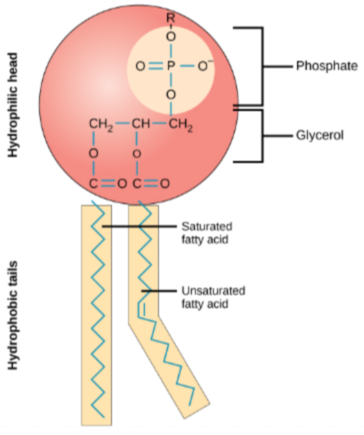 <p>Provides <u>flexibility</u> as part of the <strong>phospholipid bilayer</strong> of cells comprised of one <strong>glycerol</strong> and <strong>phosphate </strong>with two <strong>fatty acid </strong>tails, bonded with <strong>ester linkages</strong></p>
