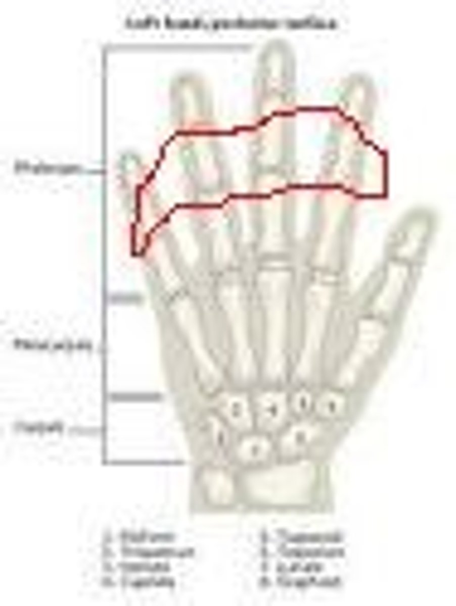 <p>the phalanges between the proximal and distal phalanges</p>