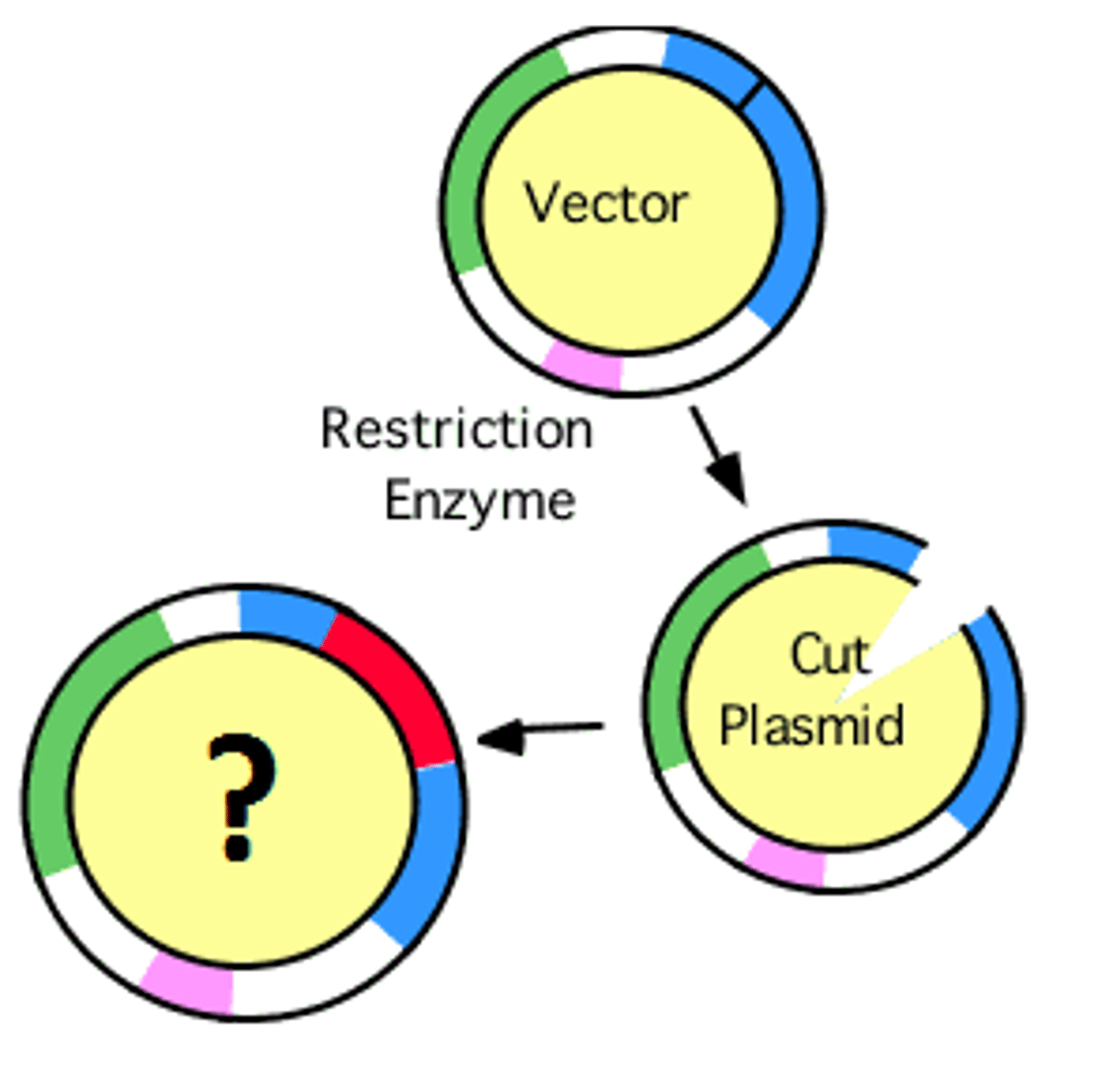 <p>DNA produced by combining DNA from different sources</p>