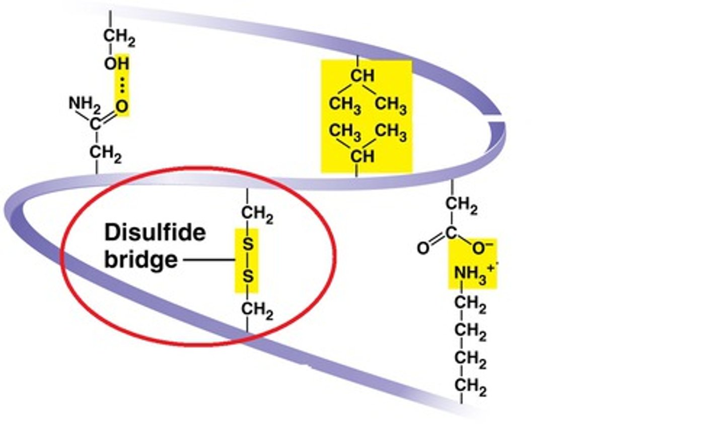 <p>the ONLY covalent bonds that extend from amino acids that contain sulfur</p><p>stabilize tertiary structure and quaternary structure</p>