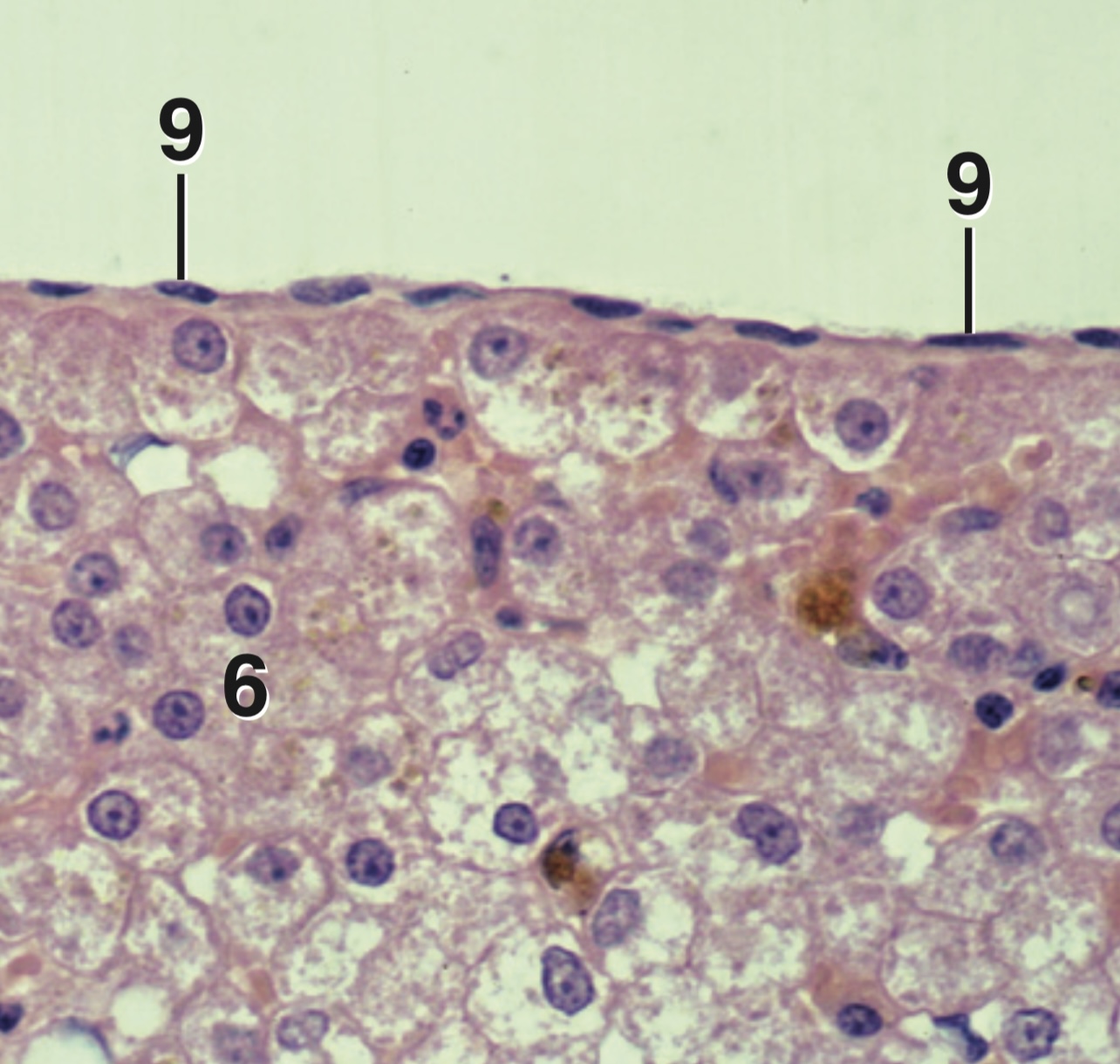 <p>What is the part of the cell indicated on number 9?</p>