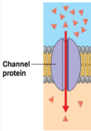 <p>Provide hydrophilic <strong>channel/opening </strong>for ions and water to diffuse<br>Can be Gated</p>