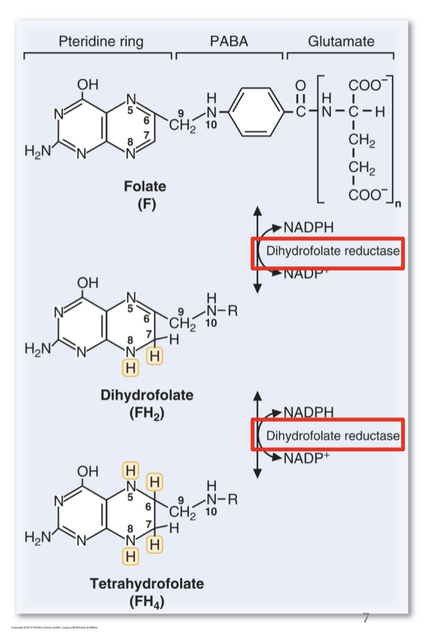 <ul><li><p><span>DHFR catalyzes both reduction steps.</span></p></li><li><p><span>Multiple glutamate residues are added intracellularly.</span></p></li><li><p><span>Plants synthesize folate; humans cannot → dietary requirement.</span></p></li><li><p><span>PABA is a precursor.</span></p></li><li><p><span>“R” represents the portion of the folate molecule to the right of N10.</span></p></li></ul><p></p>