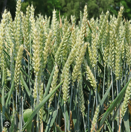 <p>Triticum aestivum</p>