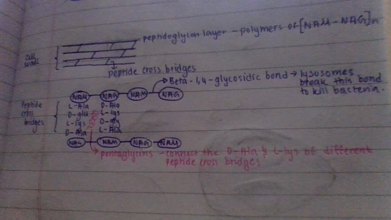 <p>responsible for <strong>stitching together layers of peptidoglycan to make the crosslinked meshwork of the cell wall</strong>.</p><p>these cross-bridges are also further connected with pentaglycin </p>