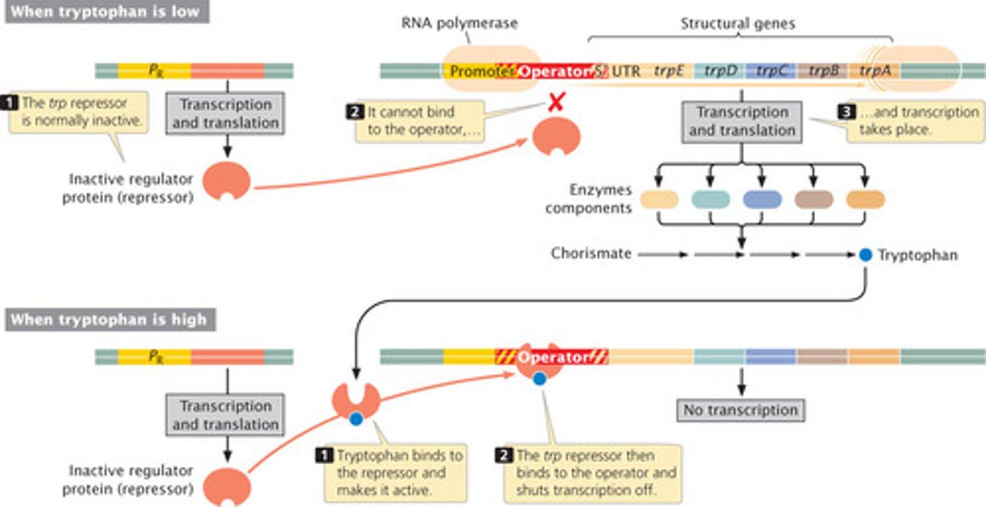 <p>type of negative control where a co-repressor must bind to a repressor in order to turn off transcription</p>