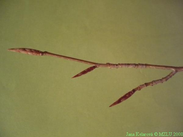 <p><strong><em>Fagus sylvatica</em></strong></p><p><strong>slabší větvička a špičaté (vřetenovité) až kuželovité pupeny</strong></p><p>odstávající, boční větvička často na brachyblastu</p>