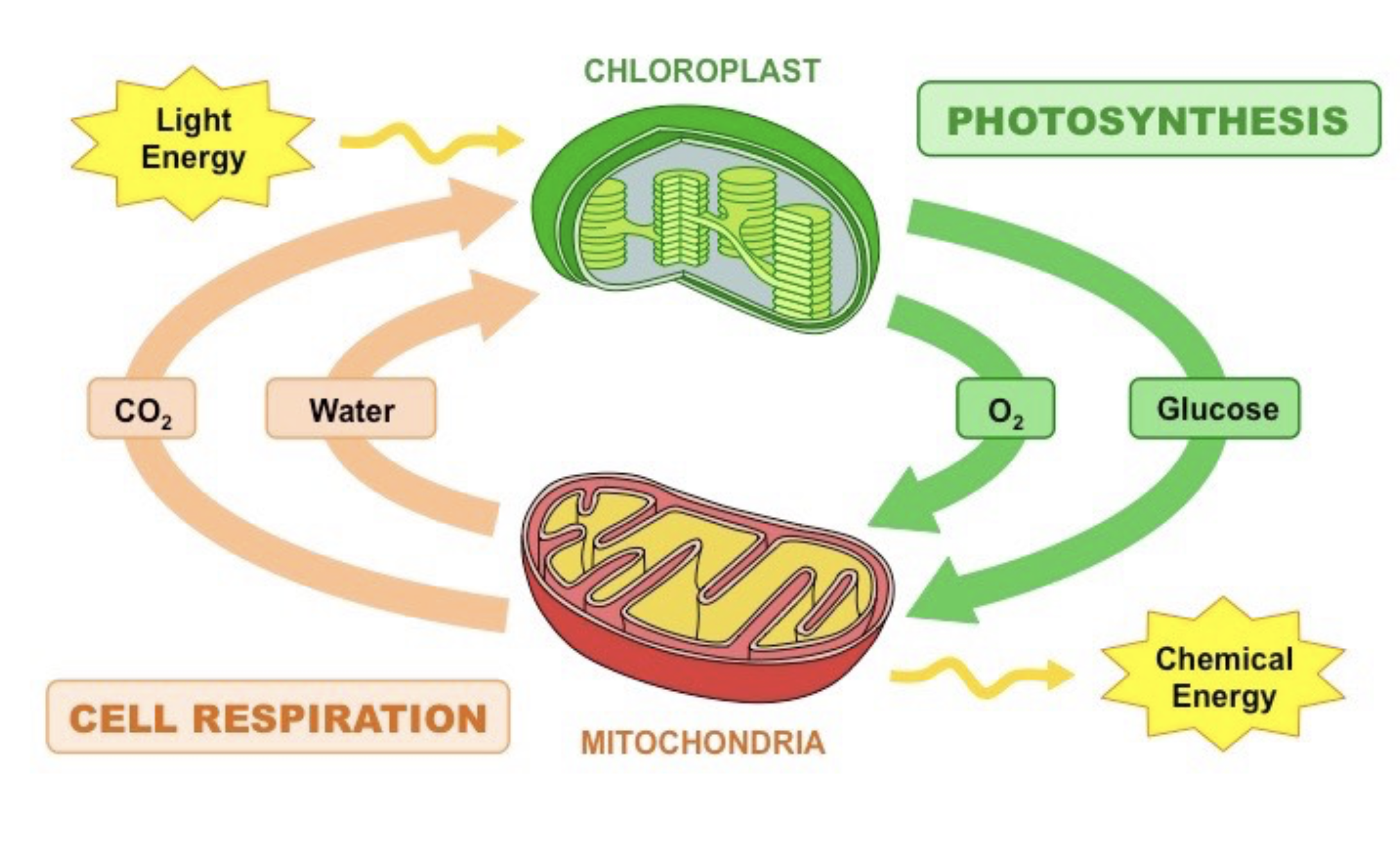 <p>Plants do both respiration and photosynthesis </p>