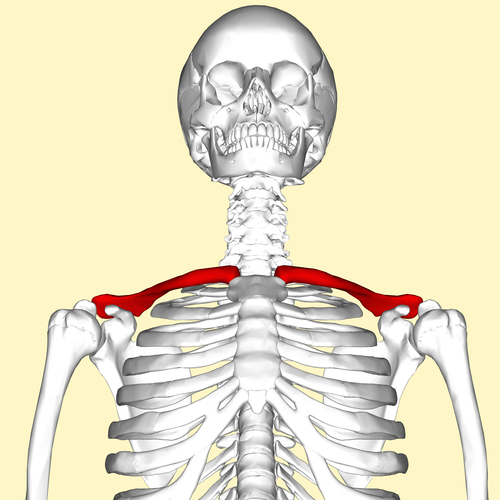 <p>The collarbone; it is lateral to the sternum and anterior to the scapula. Very sensitive bone</p>