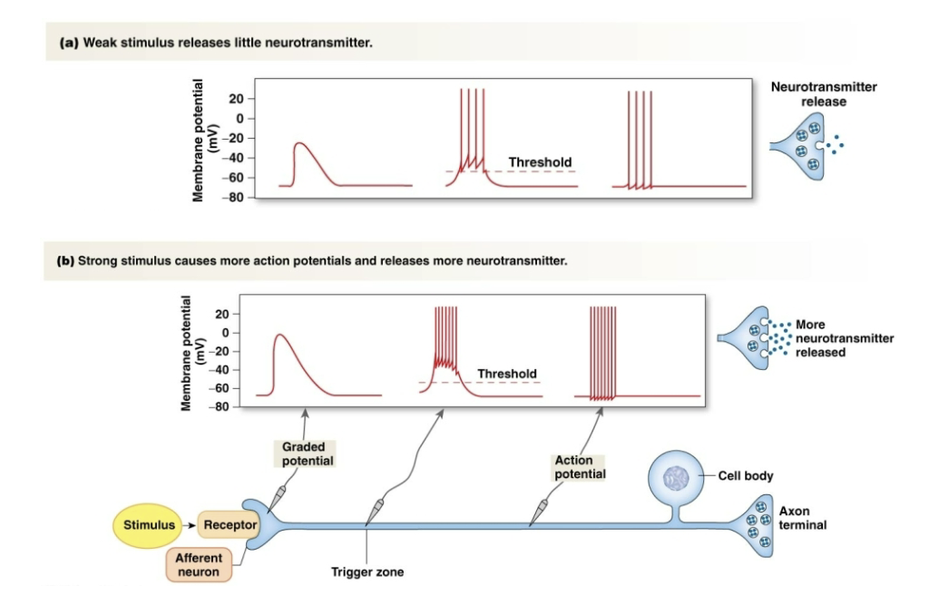 <ul><li><p>A single action potential releases a set amount of neurotransmitter</p></li><li><p>A stronger stimulus produces more frequent action potentials leading to a more neurotransmitter release</p></li><li><p>CNS neurons have different patterns of firing, in addition to frequency</p><ul><li><p>Bursts</p></li><li><p>Pacemakers</p></li></ul></li></ul><p></p>