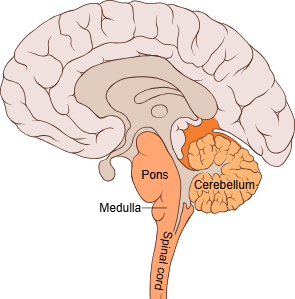 <ul><li><p>under pons</p></li><li><p>heart circulation, breathing, automatic processes, connects nerves, crossover point (movement-related nerves in your body crisscross)</p></li></ul><p></p>