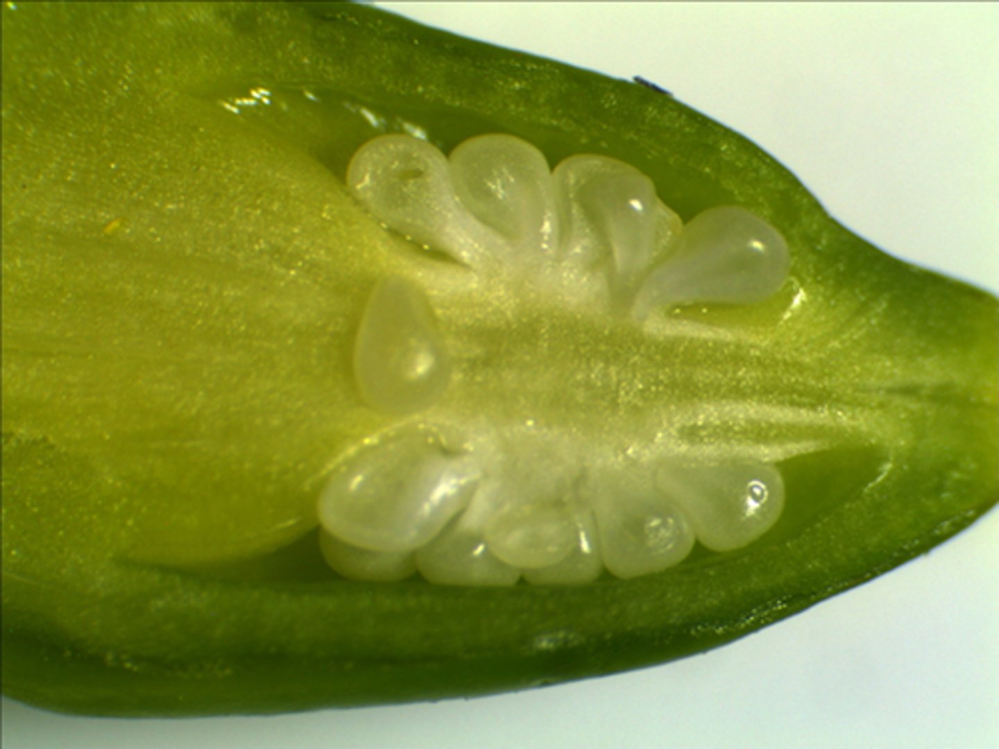 <p>Plant structure that develops into a seed when fertilised.</p>