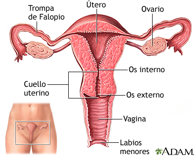 el _______ es el:

* sitio de implantación de ovulo fecundado
* sitio de desarollo del feto
  * Sitio de origen menstrual (cuando no hay fecundación)